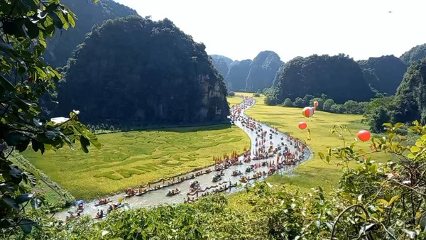 ‘Sắc vàng Tam Cốc - Tràng An’ gọi mời du khách về thăm lúa vàng